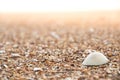 Close-up of  ÃÂ texture sand and sea shells on the beach, sea background Royalty Free Stock Photo